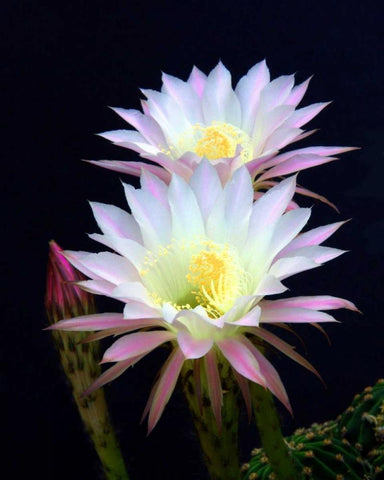 Echinopsis Flowers III White Modern Wood Framed Art Print with Double Matting by Taylor, Douglas