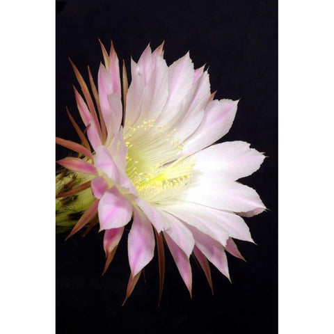 Echinopsis Flowers IV White Modern Wood Framed Art Print by Taylor, Douglas