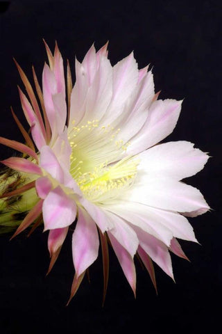 Echinopsis Flowers IV White Modern Wood Framed Art Print with Double Matting by Taylor, Douglas