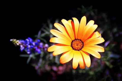 Desert Exotic White Modern Wood Framed Art Print with Double Matting by Taylor, Douglas