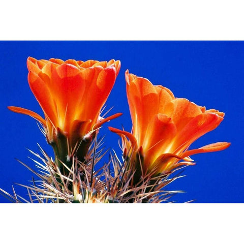 Claret Cups on Blue II White Modern Wood Framed Art Print by Taylor, Douglas