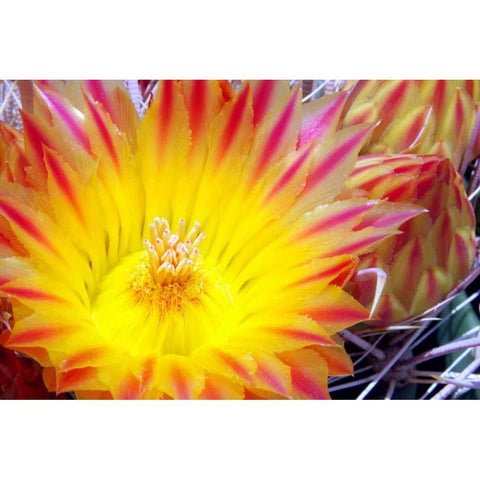 Cactus Flower I Gold Ornate Wood Framed Art Print with Double Matting by Taylor, Douglas