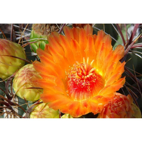 Cactus Flower II White Modern Wood Framed Art Print by Taylor, Douglas
