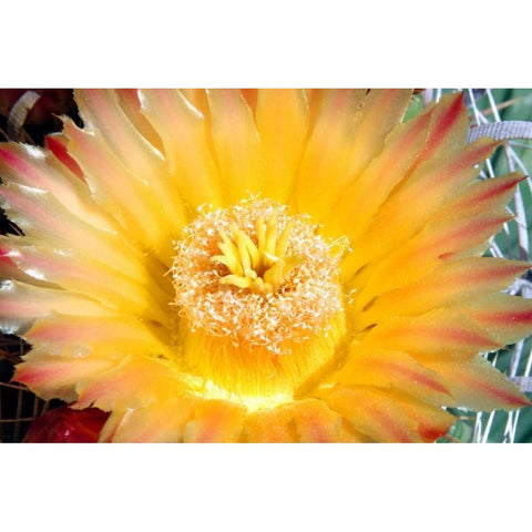 Cactus Flower III Black Modern Wood Framed Art Print with Double Matting by Taylor, Douglas