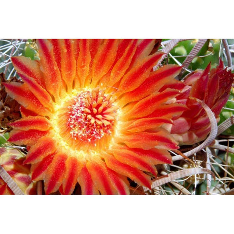 Cactus Flower IV White Modern Wood Framed Art Print by Taylor, Douglas