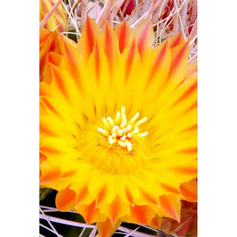 Cactus Flower V Black Modern Wood Framed Art Print with Double Matting by Taylor, Douglas