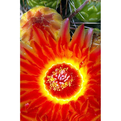 Cactus Flower VI White Modern Wood Framed Art Print by Taylor, Douglas