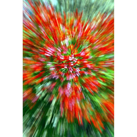 Firecracker Bush White Modern Wood Framed Art Print by Taylor, Douglas