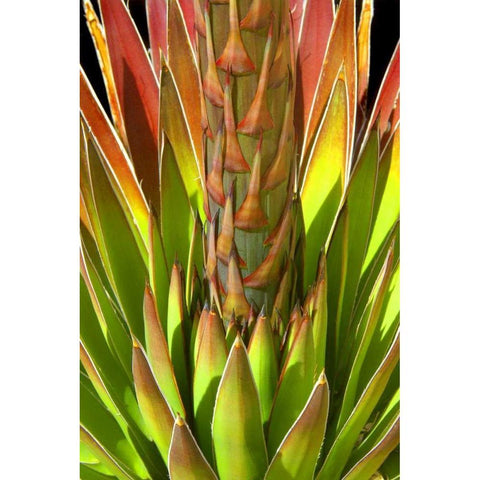 Colorful Agave I White Modern Wood Framed Art Print by Taylor, Douglas