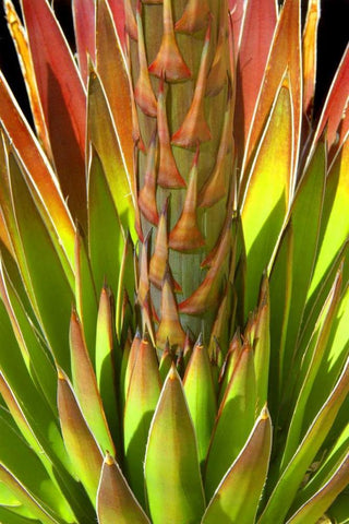 Colorful Agave I Black Ornate Wood Framed Art Print with Double Matting by Taylor, Douglas