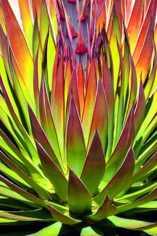 Colorful Agave II White Modern Wood Framed Art Print with Double Matting by Taylor, Douglas