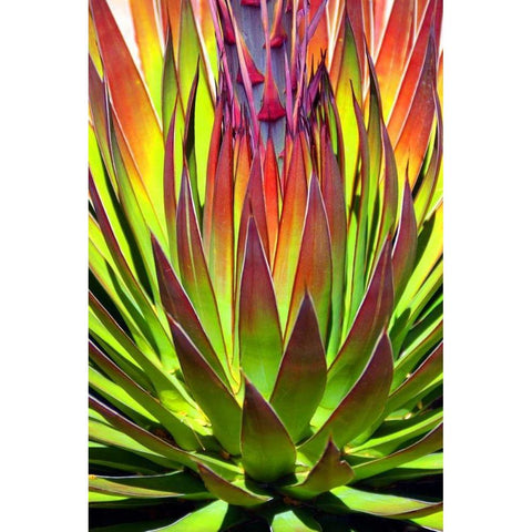 Colorful Agave II Gold Ornate Wood Framed Art Print with Double Matting by Taylor, Douglas