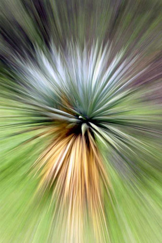Mountain Yucca Black Ornate Wood Framed Art Print with Double Matting by Taylor, Douglas