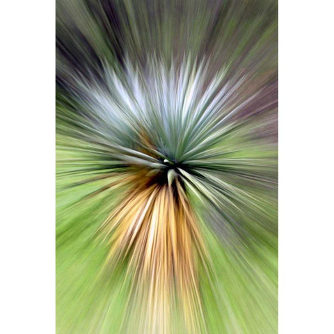 Mountain Yucca Gold Ornate Wood Framed Art Print with Double Matting by Taylor, Douglas