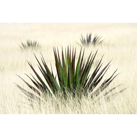 Agave I Black Modern Wood Framed Art Print with Double Matting by Taylor, Douglas