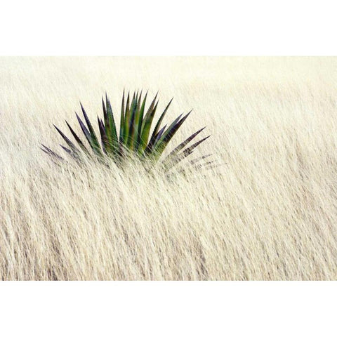 Agave II White Modern Wood Framed Art Print by Taylor, Douglas