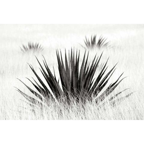 Agave BW I White Modern Wood Framed Art Print by Taylor, Douglas