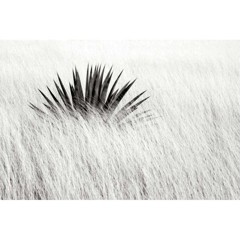 Agave BW II Black Modern Wood Framed Art Print with Double Matting by Taylor, Douglas