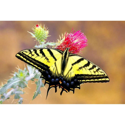 Swallowtail White Modern Wood Framed Art Print by Taylor, Douglas