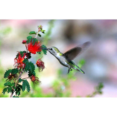 Hummingbird Black Modern Wood Framed Art Print by Taylor, Douglas