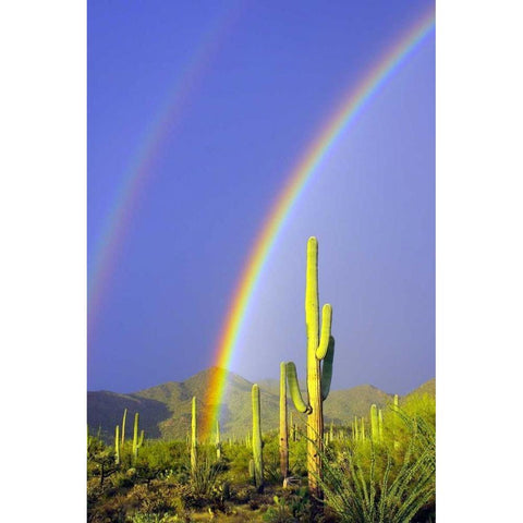 Saguaro Rainbow I Gold Ornate Wood Framed Art Print with Double Matting by Taylor, Douglas