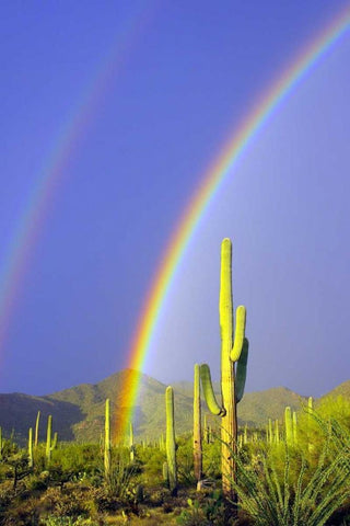 Saguaro Rainbow I White Modern Wood Framed Art Print with Double Matting by Taylor, Douglas