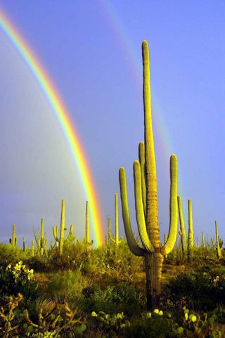 Saguaro Rainbow II White Modern Wood Framed Art Print with Double Matting by Taylor, Douglas