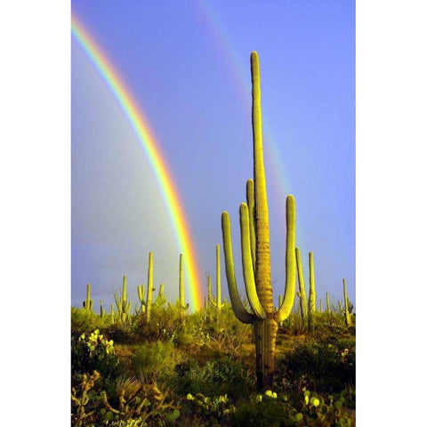 Saguaro Rainbow II Black Modern Wood Framed Art Print with Double Matting by Taylor, Douglas