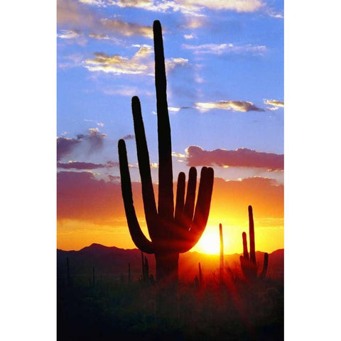 Saguaro Sunset White Modern Wood Framed Art Print by Taylor, Douglas