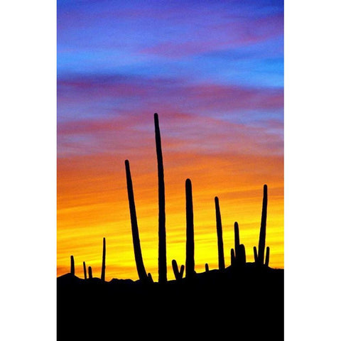 Solstice Sunset White Modern Wood Framed Art Print by Taylor, Douglas