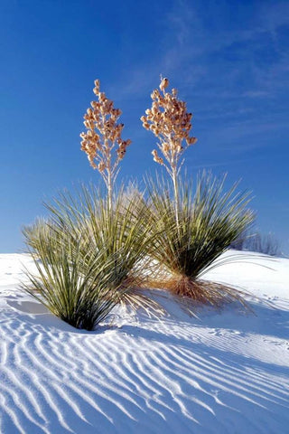 Yuccas and White Sand I White Modern Wood Framed Art Print with Double Matting by Taylor, Douglas