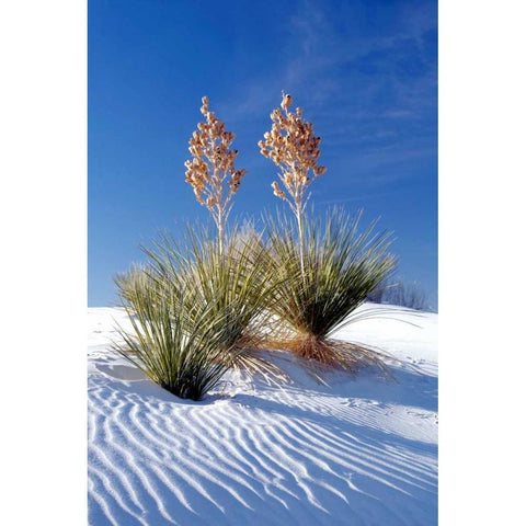 Yuccas and White Sand I Black Modern Wood Framed Art Print with Double Matting by Taylor, Douglas