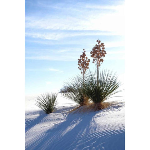 Yuccas and White Sand II White Modern Wood Framed Art Print by Taylor, Douglas