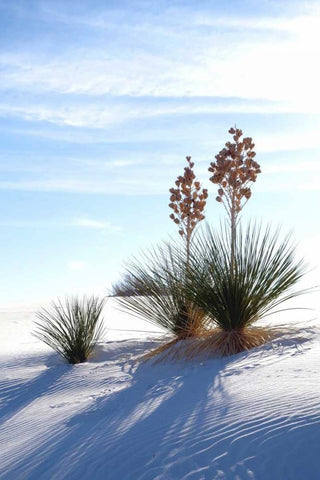 Yuccas and White Sand II White Modern Wood Framed Art Print with Double Matting by Taylor, Douglas