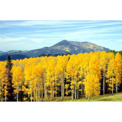 Aspens of Autumn I White Modern Wood Framed Art Print by Taylor, Douglas