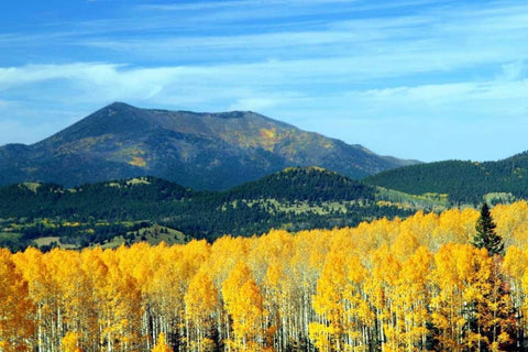 Aspens of Autumn II White Modern Wood Framed Art Print with Double Matting by Taylor, Douglas