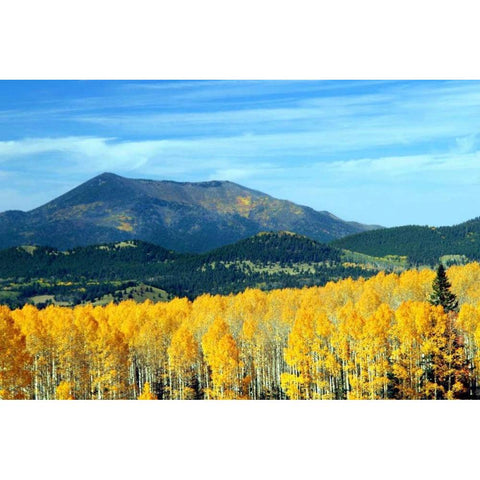 Aspens of Autumn II Gold Ornate Wood Framed Art Print with Double Matting by Taylor, Douglas