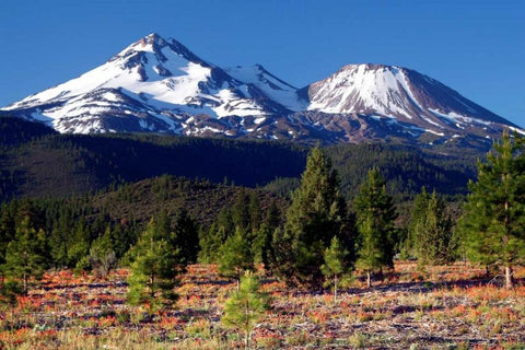 Morning in Shasta Black Ornate Wood Framed Art Print with Double Matting by Taylor, Douglas