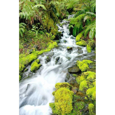 Mountain Stream Gold Ornate Wood Framed Art Print with Double Matting by Taylor, Douglas