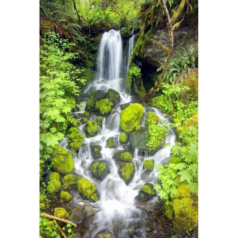 Rainforest Falls White Modern Wood Framed Art Print by Taylor, Douglas