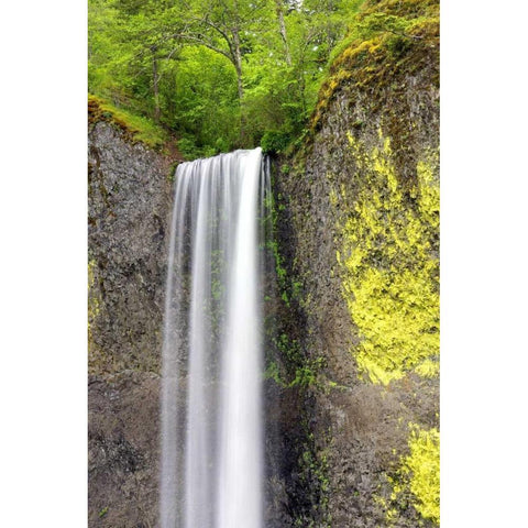 Latourell Falls White Modern Wood Framed Art Print by Taylor, Douglas