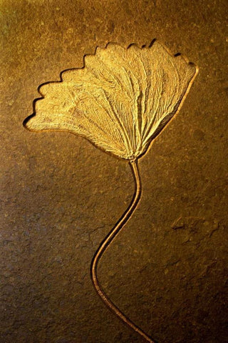 Crinoids II White Modern Wood Framed Art Print with Double Matting by Taylor, Douglas