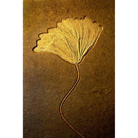 Crinoids II Gold Ornate Wood Framed Art Print with Double Matting by Taylor, Douglas
