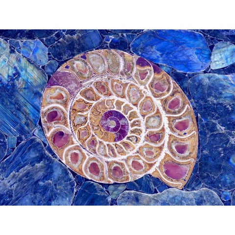 Ammonite in Labradorite Gold Ornate Wood Framed Art Print with Double Matting by Taylor, Douglas