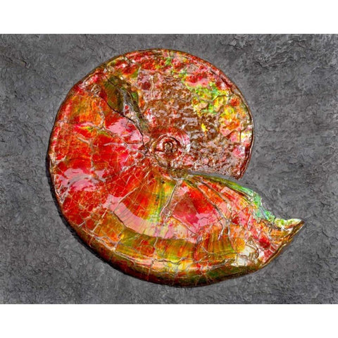 Ammonite in Matrix White Modern Wood Framed Art Print by Taylor, Douglas