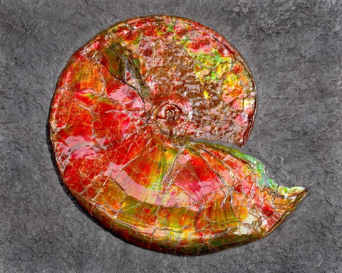 Ammonite in Matrix White Modern Wood Framed Art Print with Double Matting by Taylor, Douglas