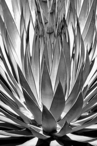 Agave Finale BW White Modern Wood Framed Art Print with Double Matting by Taylor, Douglas