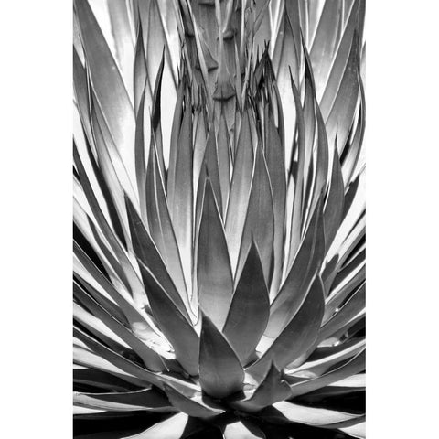 Agave Finale BW White Modern Wood Framed Art Print by Taylor, Douglas