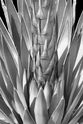 Flowering Agave BW White Modern Wood Framed Art Print with Double Matting by Taylor, Douglas