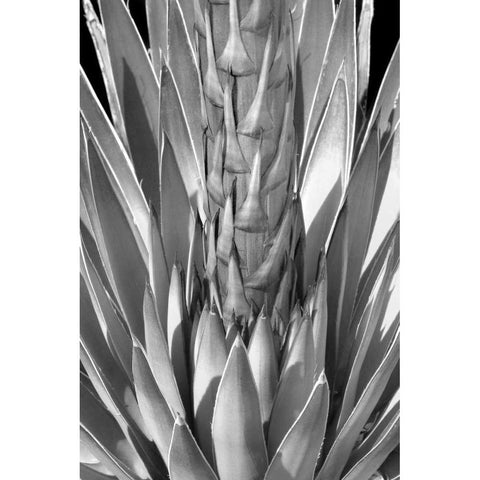 Flowering Agave BW Gold Ornate Wood Framed Art Print with Double Matting by Taylor, Douglas